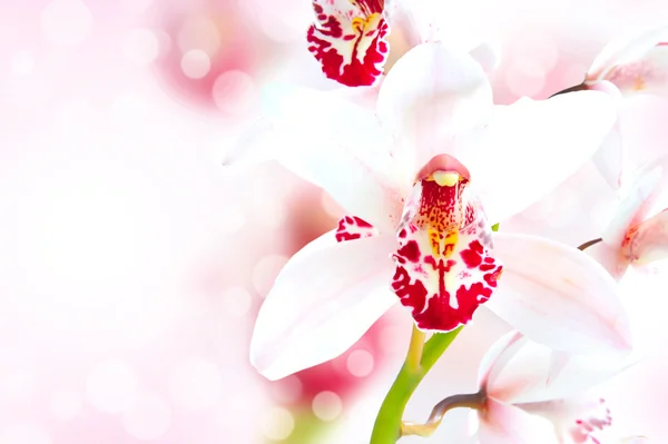 Mooie orchid grens — Stockfoto