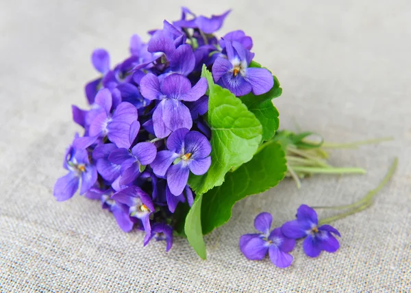 Wood violer blommor (Viola odorata) på säckväv — Stockfoto