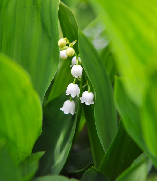 Lirio del valle convallaria majalis —  Fotos de Stock