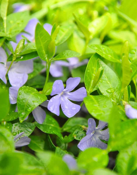 Periwinkle blommorna i trädgården (Vinca minor) — Stockfoto