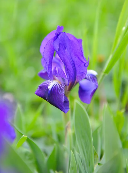 Iris (Iris L.) yeşil çim mavi — Stok fotoğraf