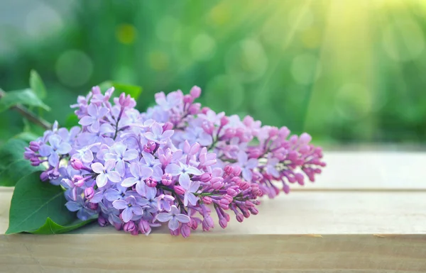 Rama de lila sobre un fondo natural — Foto de Stock