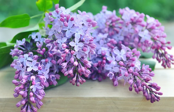 Branche de lilas sur fond naturel — Photo