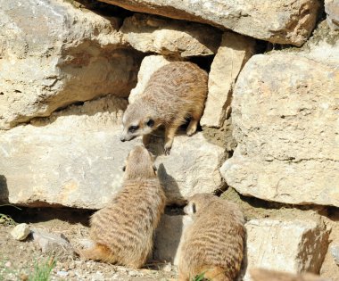 Çöl faresi suricata