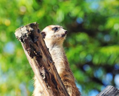 meerkat suricata izlerken yırtıcı