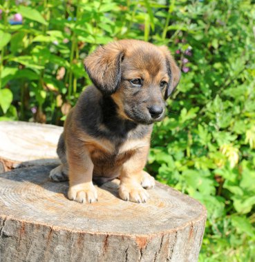sevimli köpek yavrusu oranı canicular güneşli güdük üzerinde olduğunu