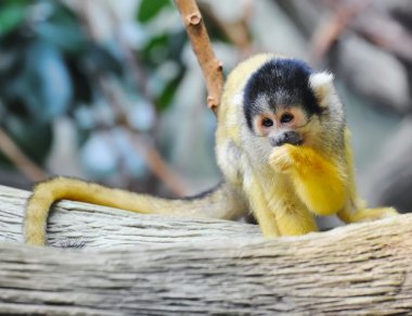 Sincap maymun bir dal üzerinde oturur