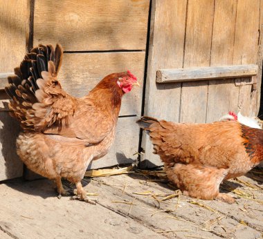 tavuk tavuk kümesi olduğunu