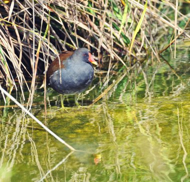 Yaygın moorhen (Gallinula kloropus)
