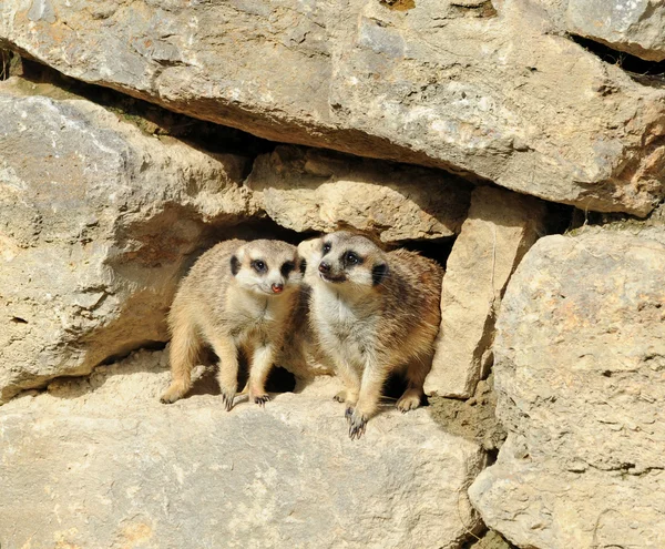 Meerkat suricata — стокове фото