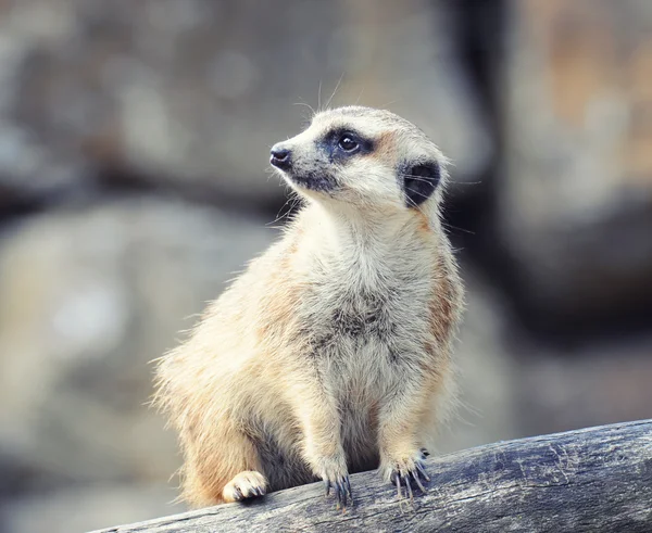 Meerkat suricata — Photo