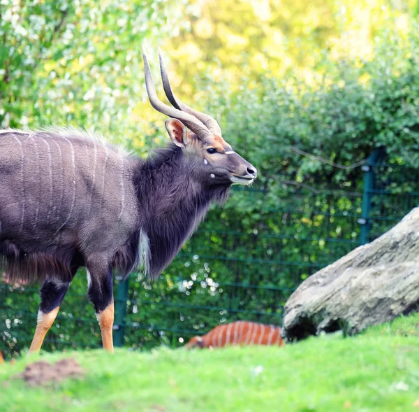 Bongo antilopu — Stok fotoğraf