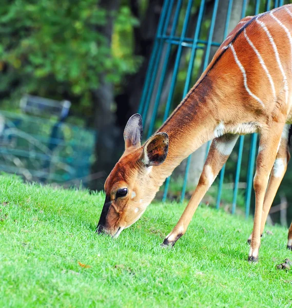 Bongo antelope — Stock Photo, Image
