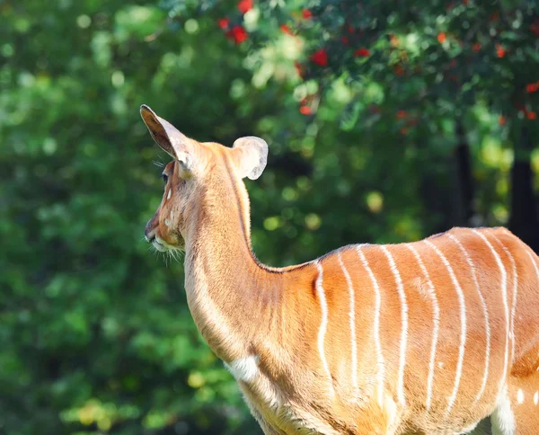 Bongo antilopu — Stok fotoğraf