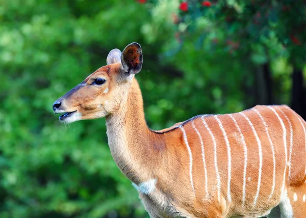Bongo antilopu — Stok fotoğraf