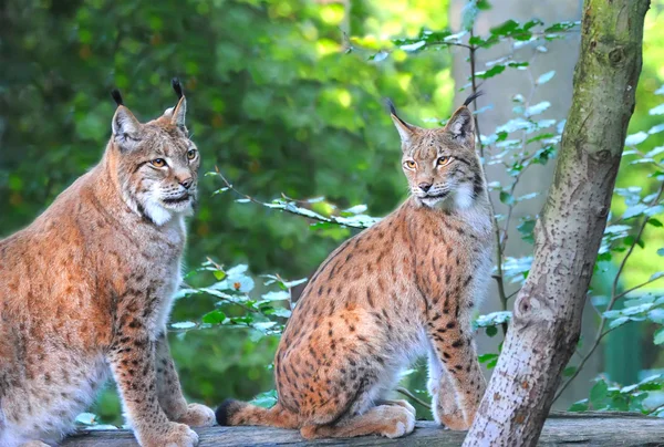 Há lince jovem na floresta — Fotografia de Stock