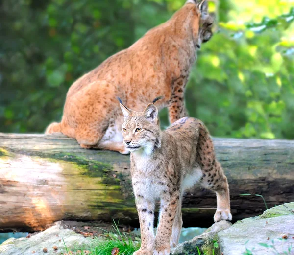 There are young lynx in forest — Stock Photo, Image