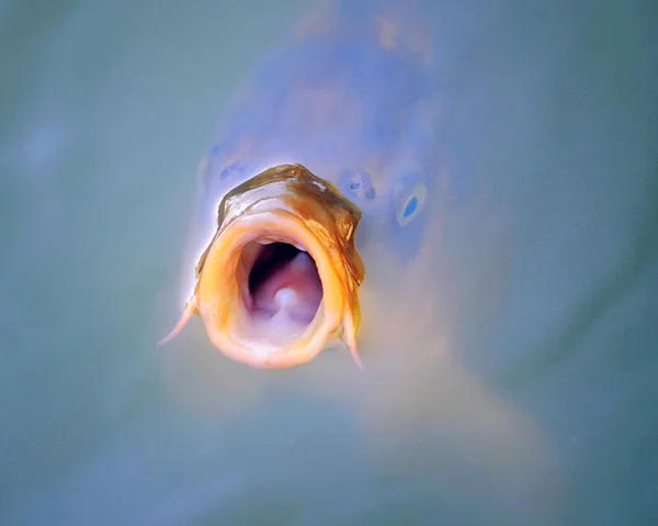 Grote karper (Cyprinus Carpio) in een vijver — Stockfoto