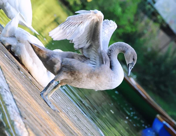 A young swan is on a pier — Stock Photo, Image