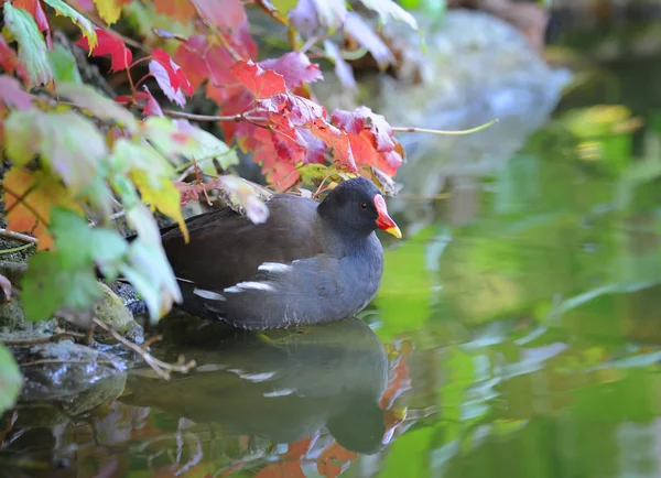 Kurczęta pospolite (Gallinula chloropus) — Zdjęcie stockowe