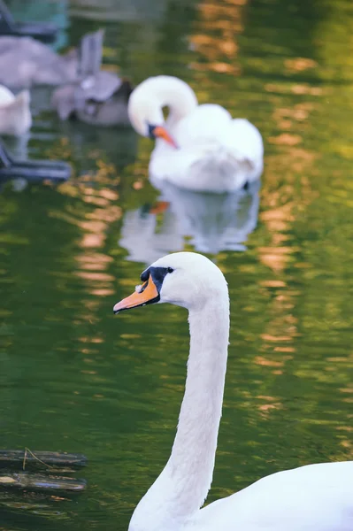 Swans on a Lake — Stock Photo, Image