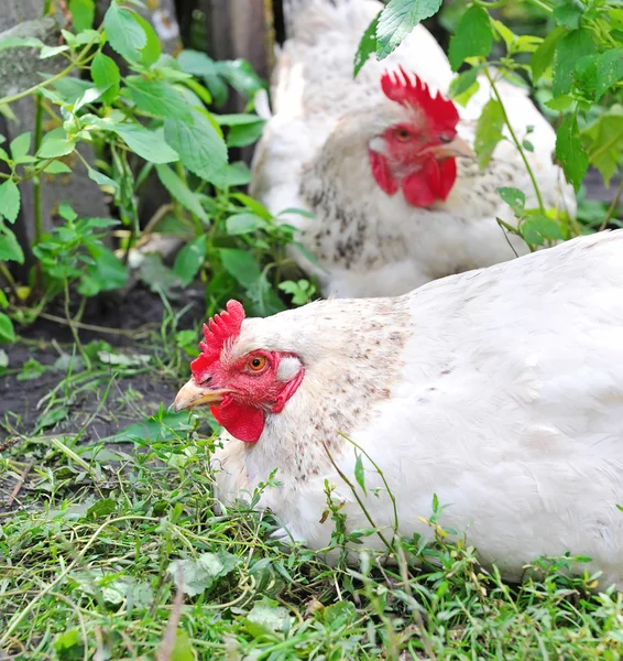 Junge Hühner auf einem grünen Gras — Stockfoto