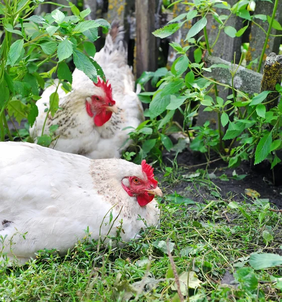 Gallinas jóvenes sobre una hierba verde —  Fotos de Stock