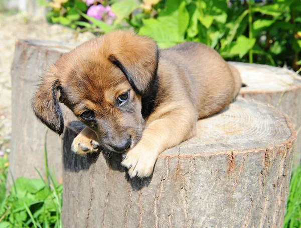 Schattig een puppy van tarief is op de stomp van zonnige canicular dag — Stockfoto