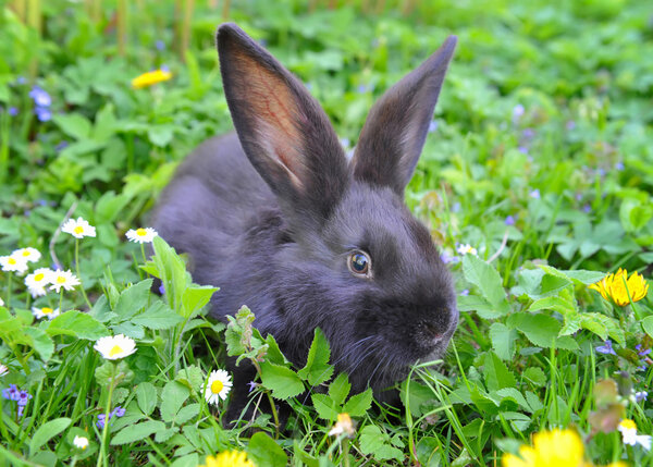 Черный кролик в траве
