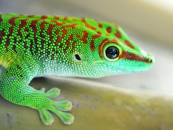 Groene gecko hagedis — Stockfoto