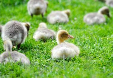 Yeşil çimenlerin üzerinde kuşlar vardır