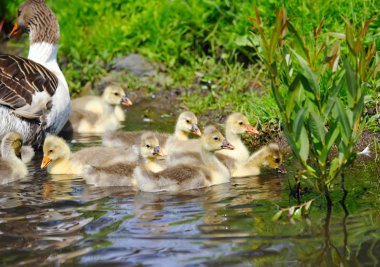 su üzerinde kuşlar vardır
