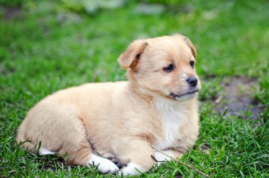Yeşil çimenlerin üzerinde şirin köpek yavrusu