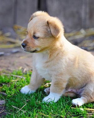 Yeşil çimenlerin üzerinde şirin köpek yavrusu