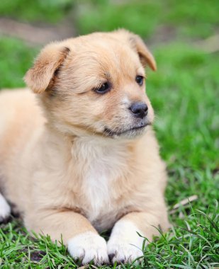 Yeşil çimenlerin üzerinde şirin köpek yavrusu