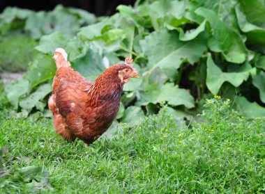 sevimli genç tavuk, yeşil çim