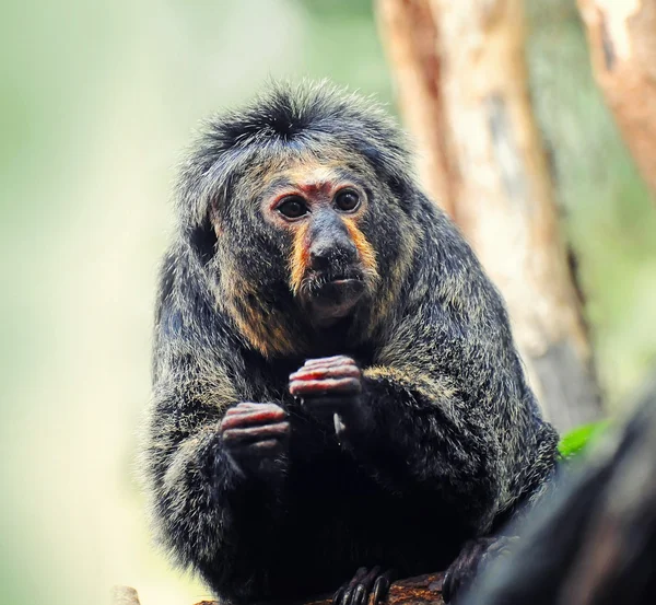 Marmoset мавпи — стокове фото