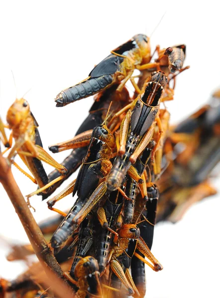 Locust is op een tak op een witte achtergrond — Stockfoto