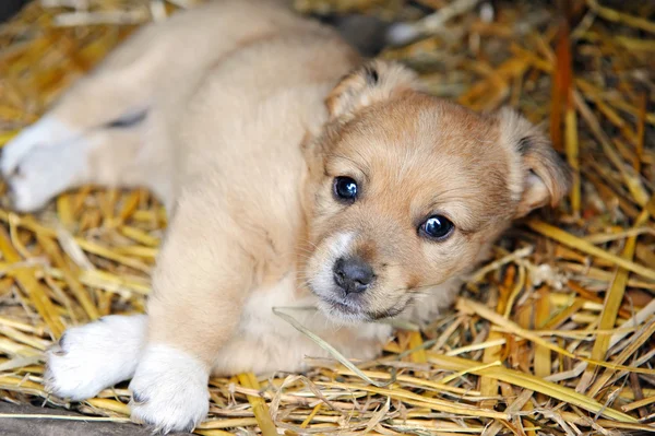 Schattige puppy liggend op een hooi — Stockfoto