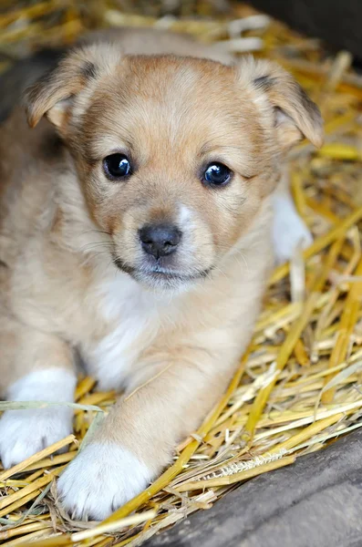 Sevimli köpek bir saman üzerinde yalan — Stok fotoğraf