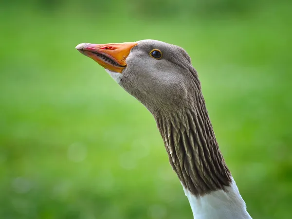 Retrato de ganso sobre um fundo natural — Fotografia de Stock