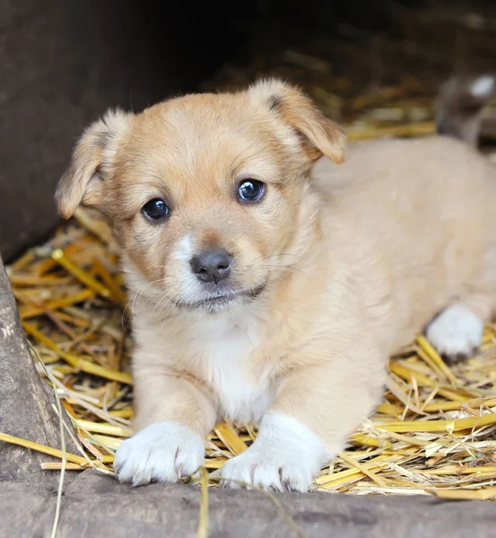 Sevimli köpek bir saman üzerinde yalan — Stok fotoğraf