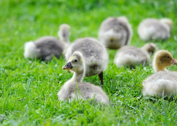 Goslings are on a green grass — Stock Photo, Image