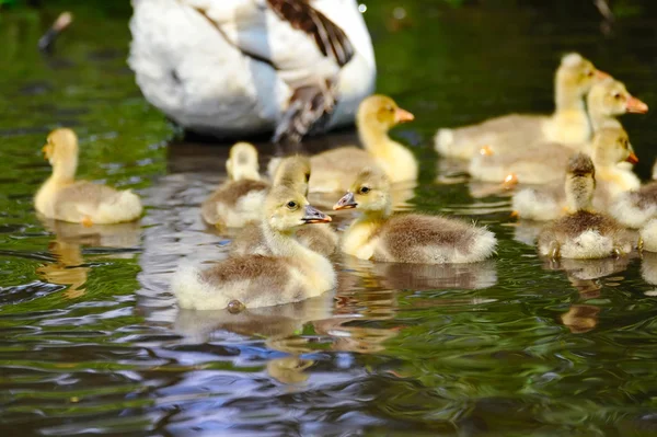 Goslings están en el agua — Foto de Stock