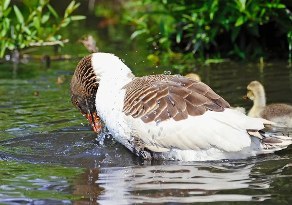 A goose washes in water — Stock Photo, Image
