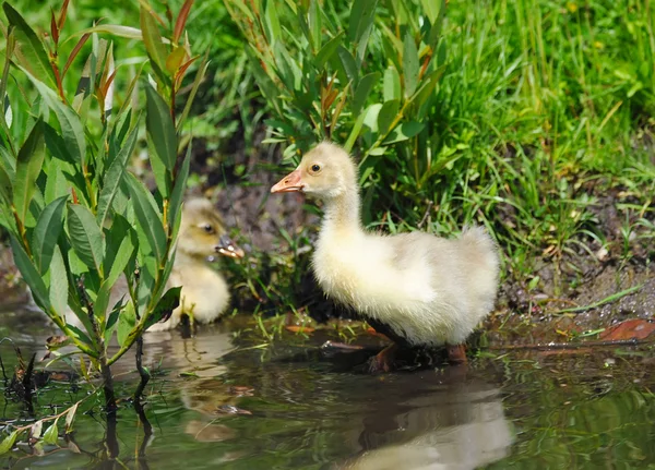 Goslings están en el agua — Foto de Stock