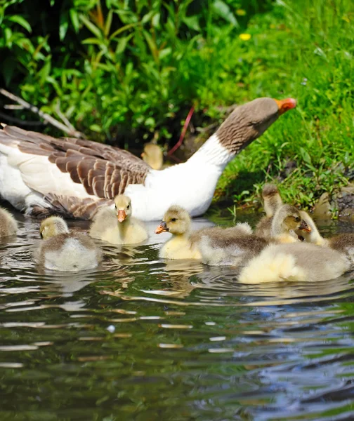 Goslings are on water — Stock Photo, Image