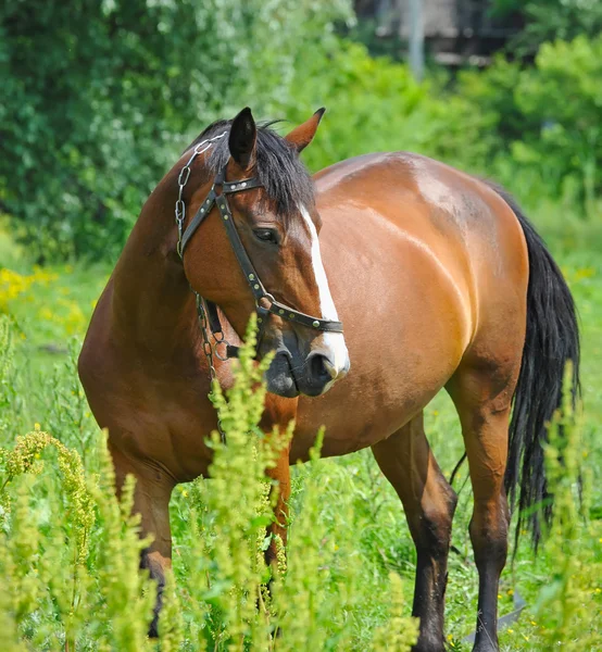 Horse on a green grass — Stock Photo, Image