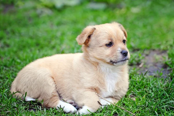 Schattige puppy op een groen gras — Stockfoto