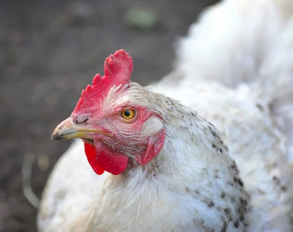 Cute young hen — Stock Photo, Image